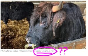 Izzi's Black Cow.JPG