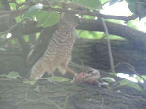 Peregrine_Falcon.jpg
