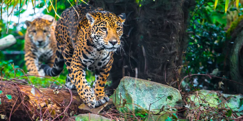 Not Just Birds and Whales: Windmills Threatening Extinction for Jaguars and Pumas in Brazil • Watts Up With That? - Vimarsana News