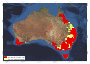 Australian Dairy Cows.jpg