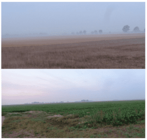 Beet Field Bean Field.PNG