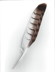 YardFeather.jpg