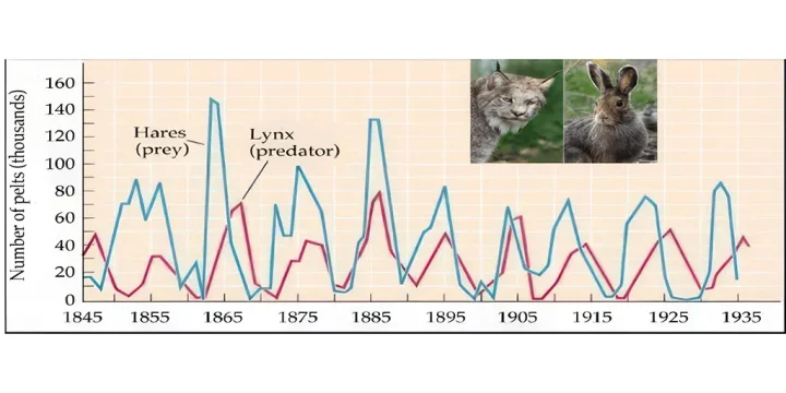 lynx hare predator prey