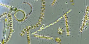 Mixed_phytoplankton_community_2