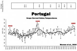 Portugal grapes.jpg