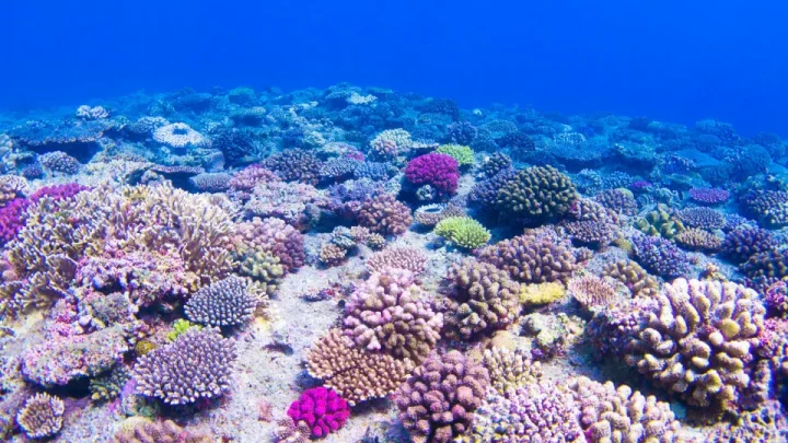 Thriving coral reel. Licensed from 123rf.com