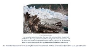 mendenhall alaska ancient trees.JPG