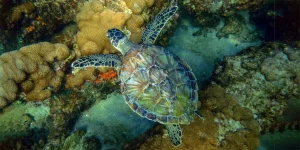 Green Sea Turtle, Lauderdale By The Sea, Florida, by Charles Rotter