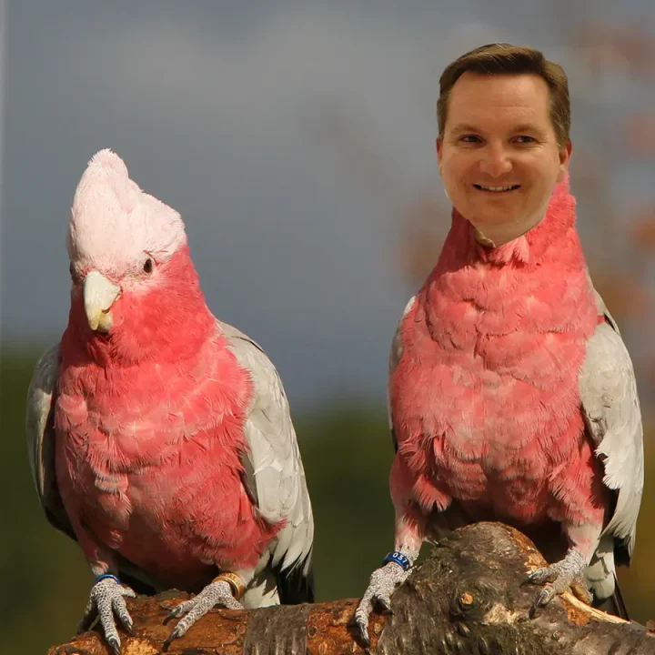 chris-bowen-galah-cockatoo-made-from-CC-sources