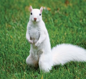 White-Squirrel-looking-at-me