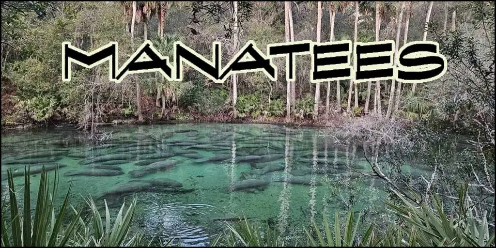 Read more about the article Manatees – این خوب است؟