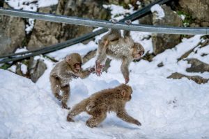 190425141325-14-jigokundani-snow-monkey-park1