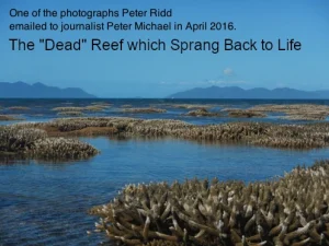 Peter Ridd Photo 2016 Coral