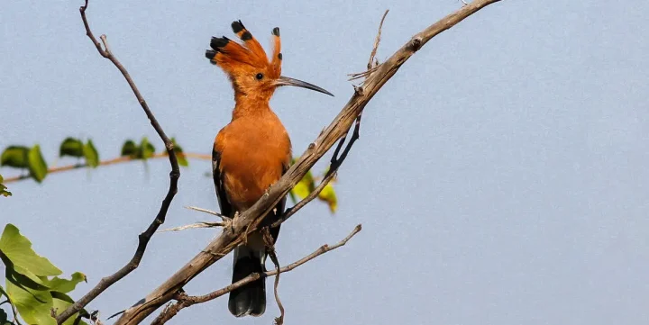 hoopoe
