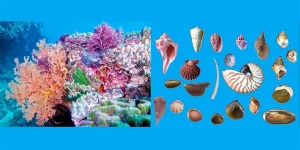 reefs and mollusks