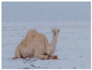 snow-camel
