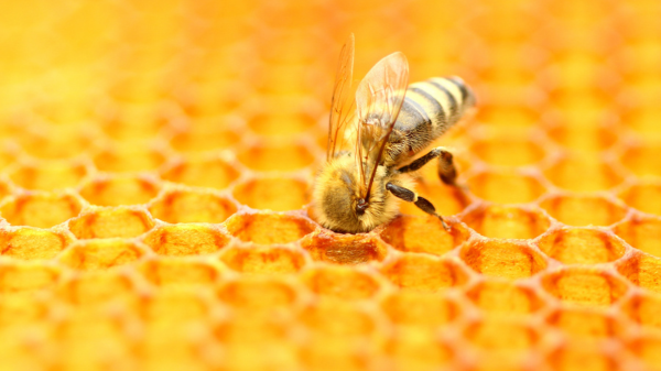 CCW-honey-bee