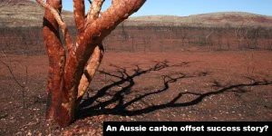 Tree in the Northern Territories, Australia (outback)