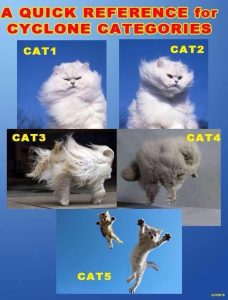 cyc_cats
