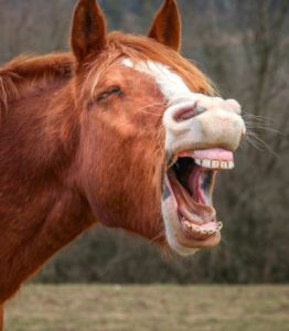 neigh