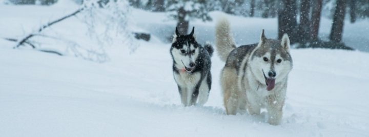 Sierra Nevada snowpack at 162 percent of normal, California water supply dream