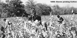Slaves picking cotton while watched by a white overseer on horseback, picture taken about 1850 in the southern United States