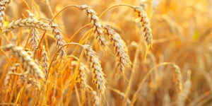 Wheat agriculture