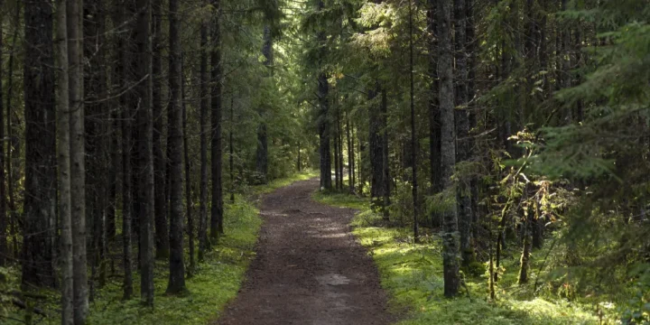 Trail in the forest in the mountains of the Altai Republic