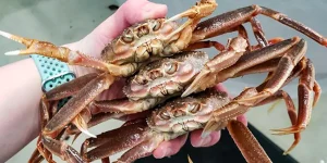 Three snow crabs. Credit: NOAA Fisheries