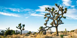 154858496_xl_normal_none-scaled2