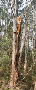 SnappedTree