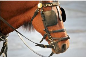 horse-with-blinkers