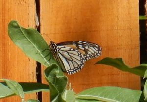 August72024monarch
