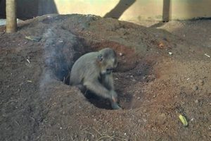 Monkey-digging-a-hole