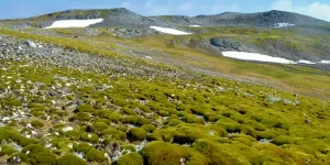 moss antarctic peninsula