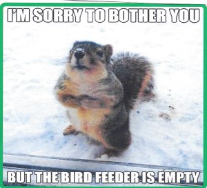 Squirrel