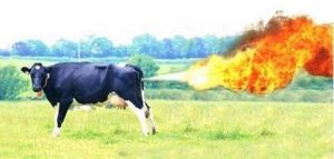 cow_fart_J