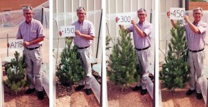 Picture2-Eldarica-Pine-Trees