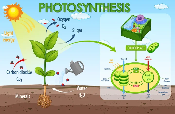 https://www.freepik.com/free-vector/diagram-showing-process-photosynthesis-plant_19399713.htm#fromView=keyword&page=29&position=5&uuid=d7c3ee82-590a-4810-b751-8b3341f023f8&query=Biology+infographic