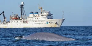 NOAA Ship Gordon Gunter photographed with a blue whale during a research project in the North Atlantic Ocean in 2011. Credit: NOAA Fisheries (Permit #779-1633)