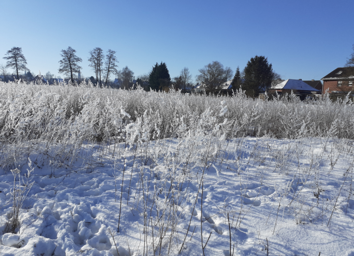 Snow_Frost-Feb-2021_pierre_gosselin