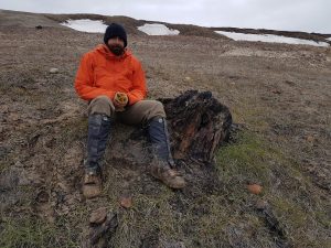 fossil-tree-stump-Ellesmere-Island