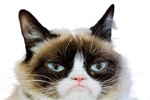 Culture-Grumpy-Cat-750x500