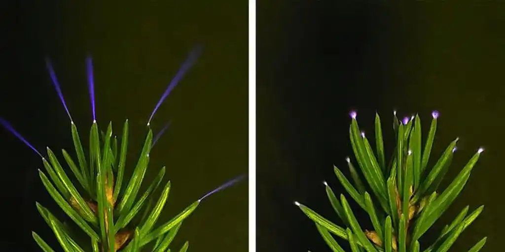 Interesting Field Work: Treetops glowing during storms captured for the first time