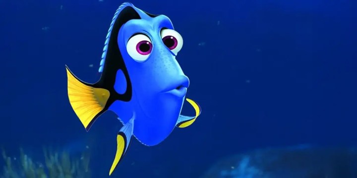 dory-fish