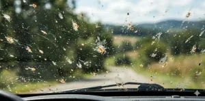 bug-splats-windshield